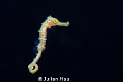 Juvenile seahorse by Julian Hsu 